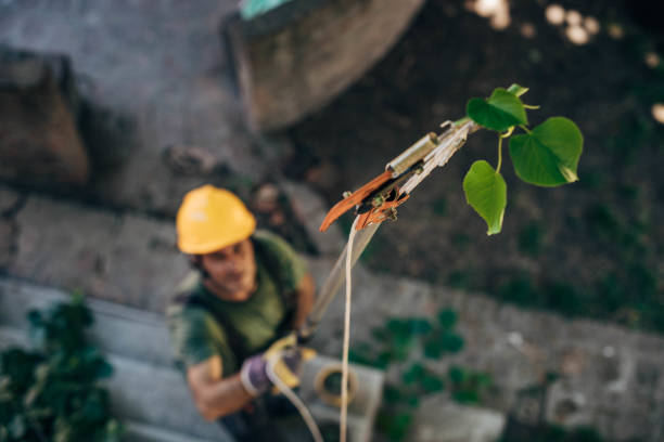 How Our Tree Care Process Works  in Mayville, NY